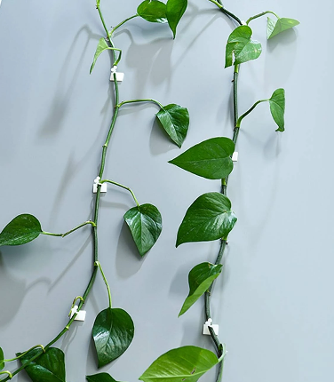 Plant clips for climbers and vines